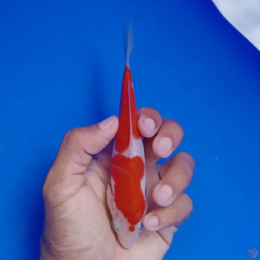 WANGAN - DOITSU MURNI C 15CM