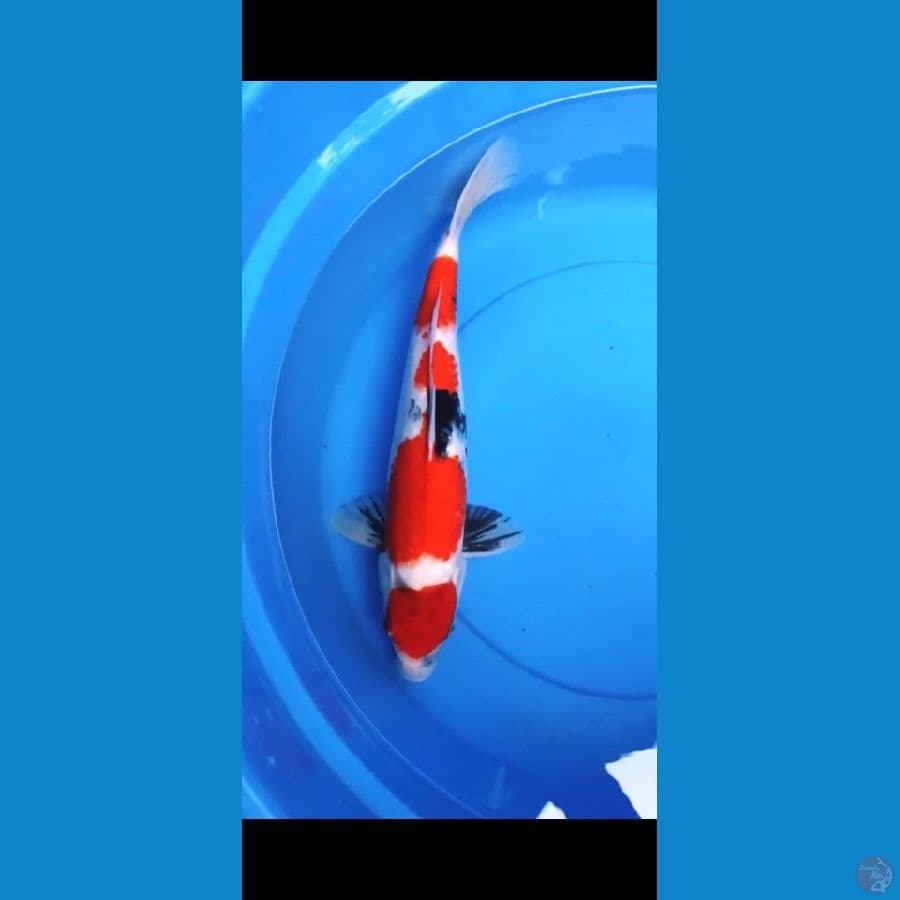 Maruten showa 42cm Male 