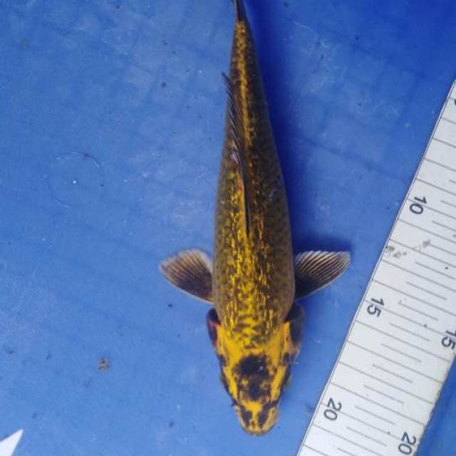 Gold kawarimono ginrin