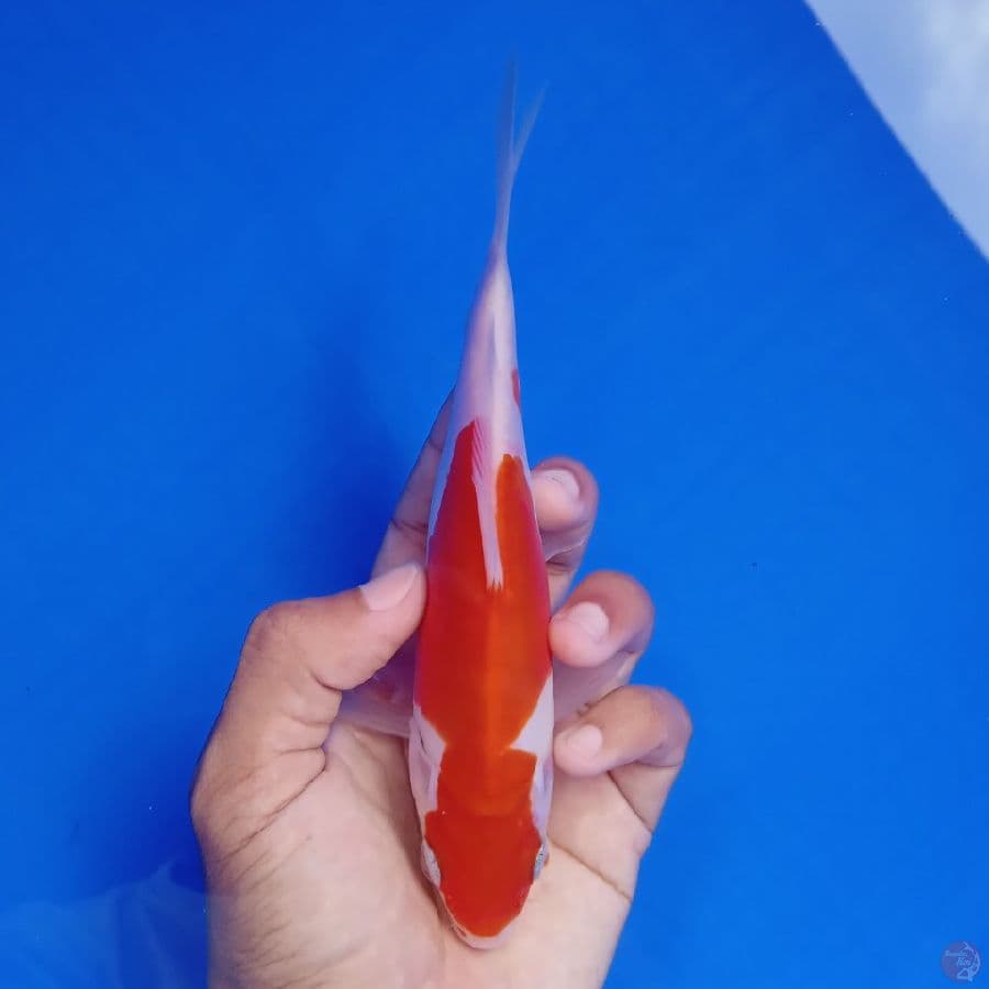 WANGAN - DOITSU MURNI E 18CM