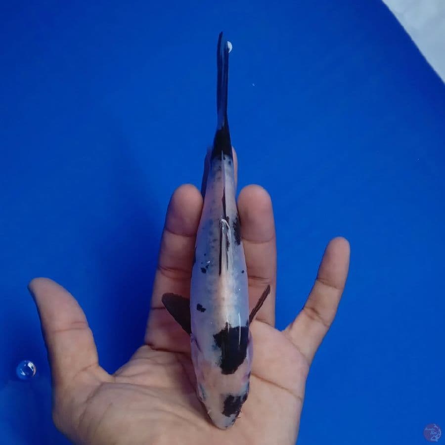 WANGAN - DOITSU SHIRO G 20CM
