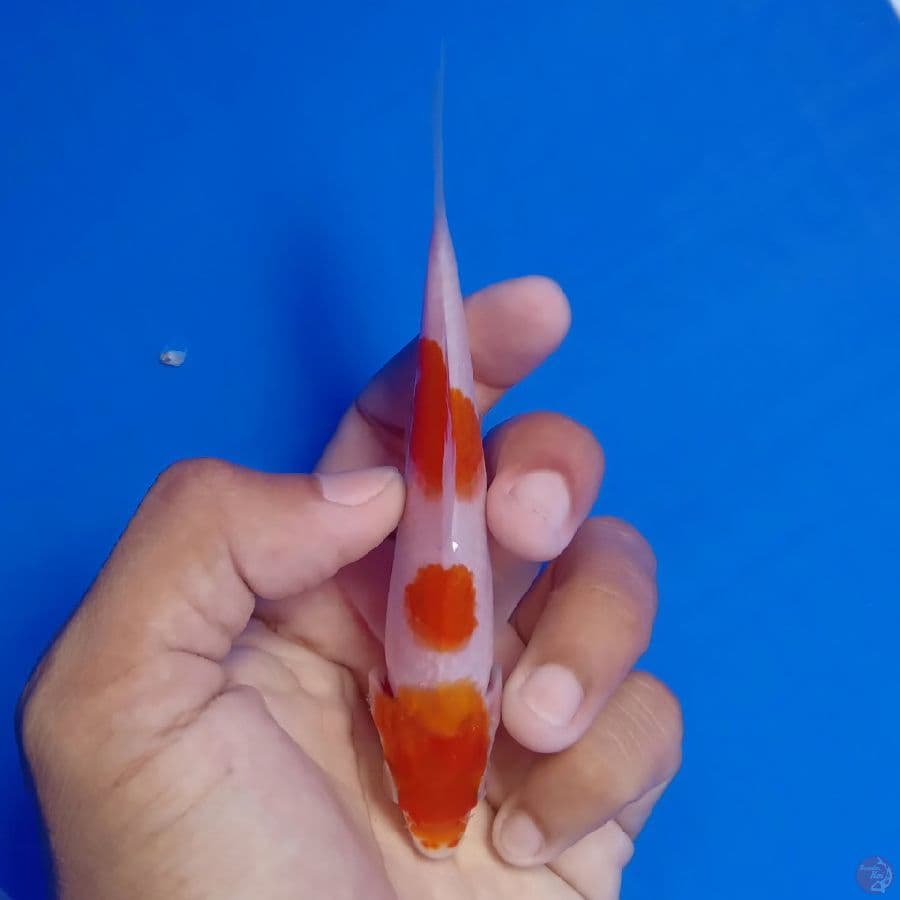 WANGAN - KOHAKU 3 STEP 12CM