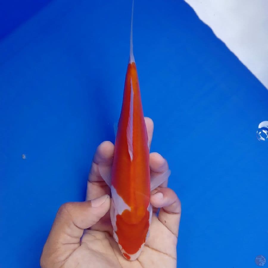 MIZU - DOITSU A 19CM