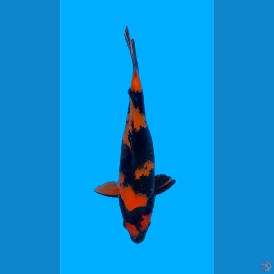 HI UTSURI MALE 32cm