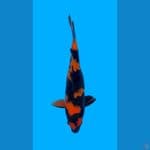 HI UTSURI MALE 32cm