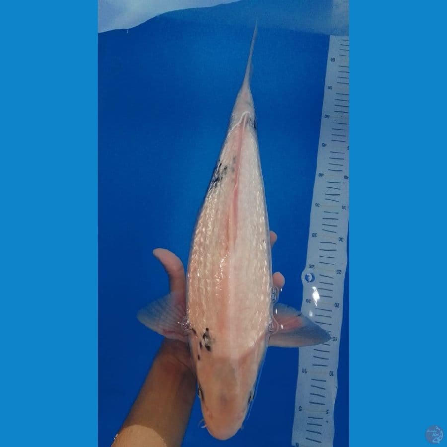 45bu Ginrin Shiro