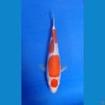 maruteng ori kohaku male 30