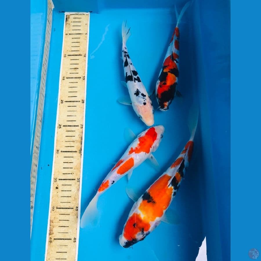 paket 22-27cm