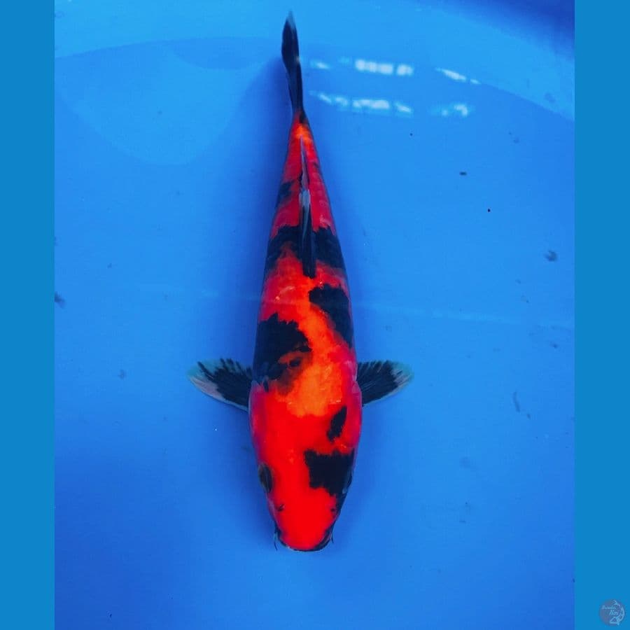 hi showa 22cm
