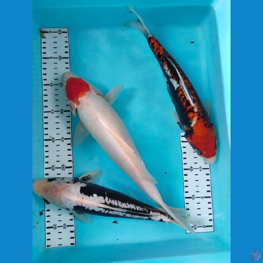 mix 30-35cm