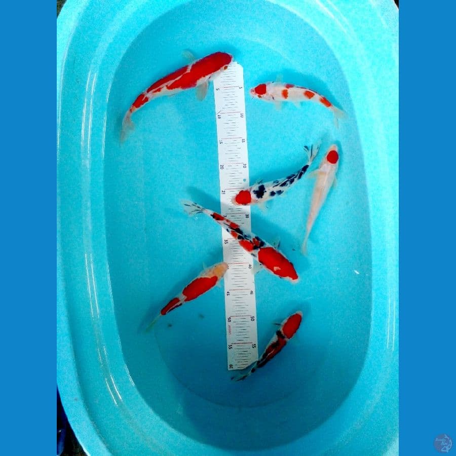 kohaku sanke cut basah