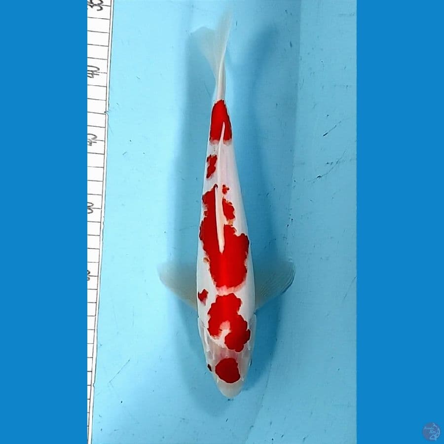 28cm