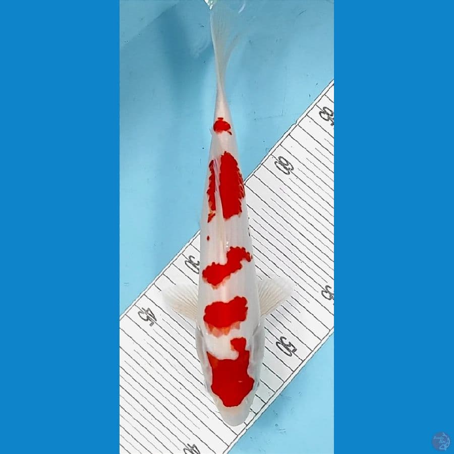 30cm