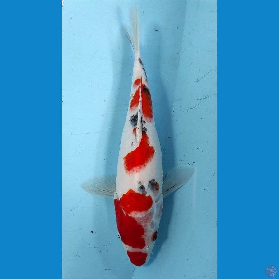 27cm