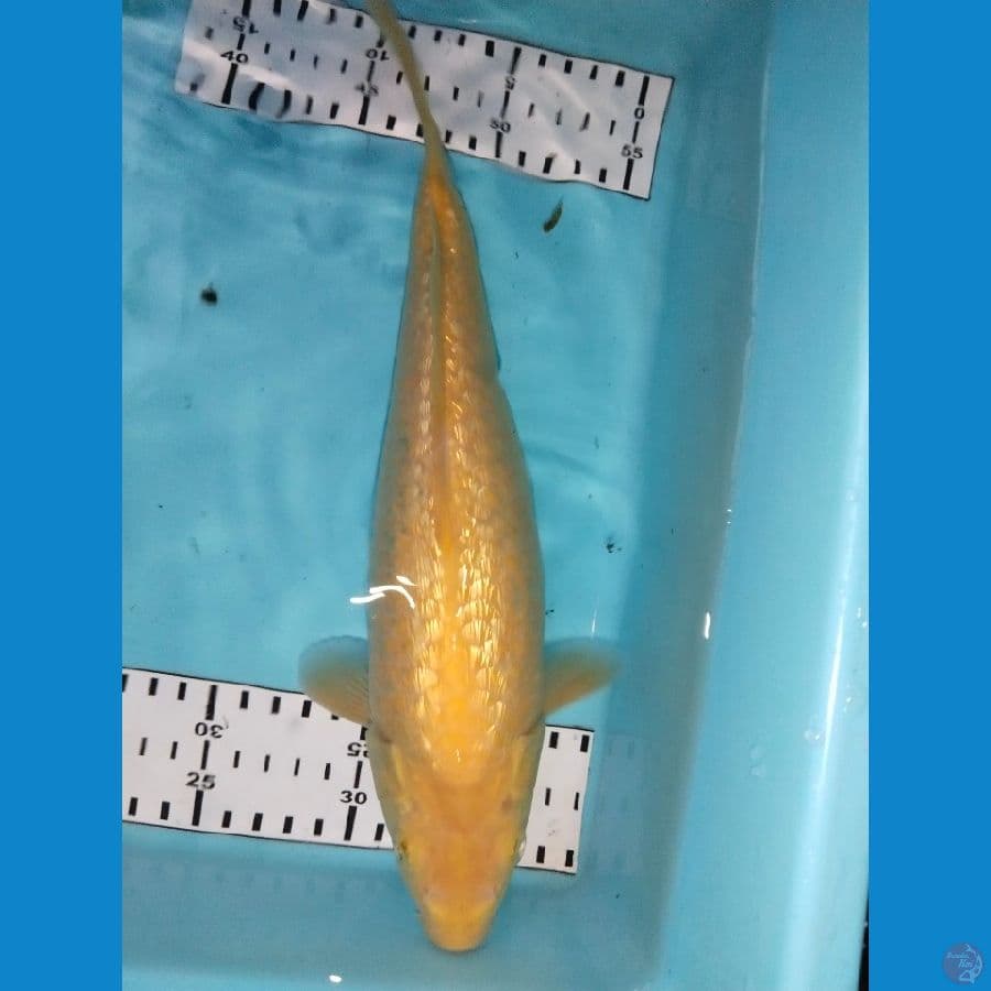 kasari ginrin 30cm