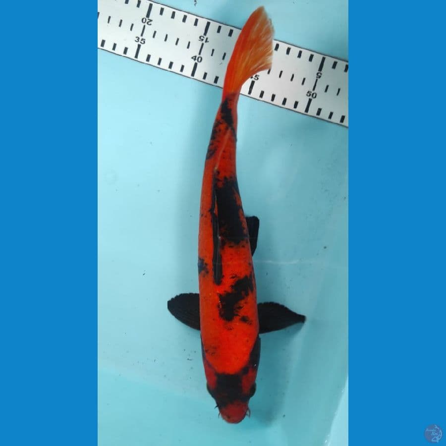 utsuri tembus perut 30cm