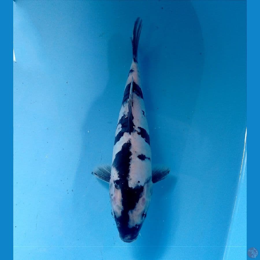 shiro doit 23 cm