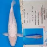 Asagi Ginrin "Yamaju" + Serti  45 bu ( kolektor item) jarang ada