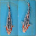 GOOD ASAGI 35BU