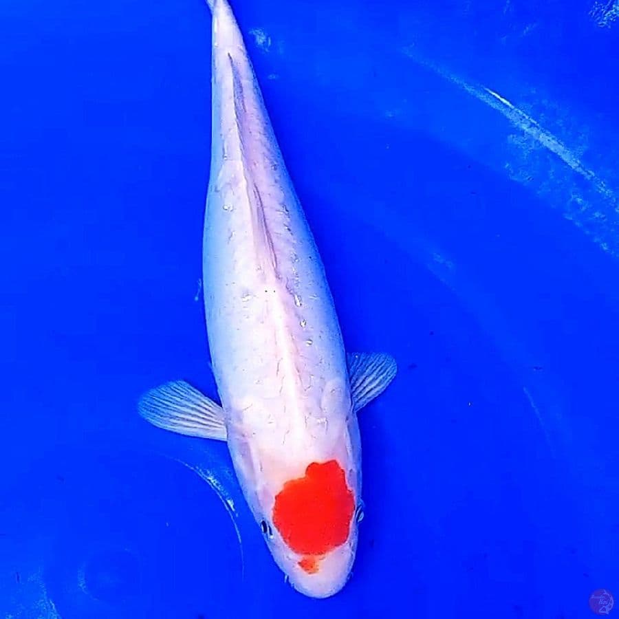 tanco kohaku doit f 34 cm