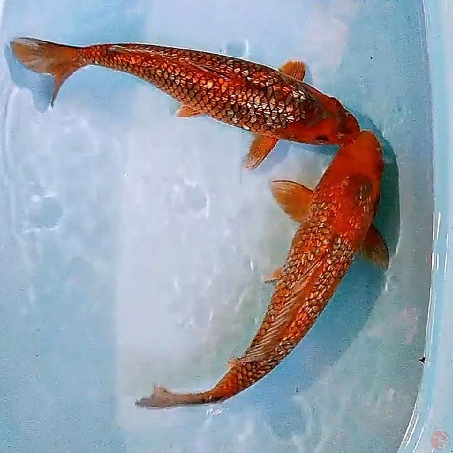 ochiba ginrin munuk 38-39 cm
