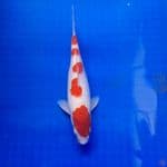 28 cm kohaku 