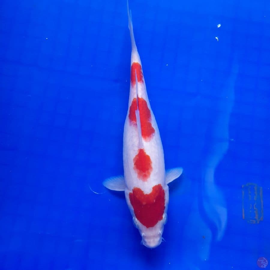 kohaku 25 cm 