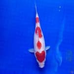 kohaku 25 cm 