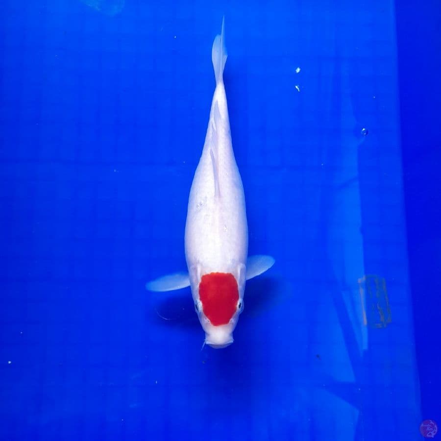 tancho26 cm 