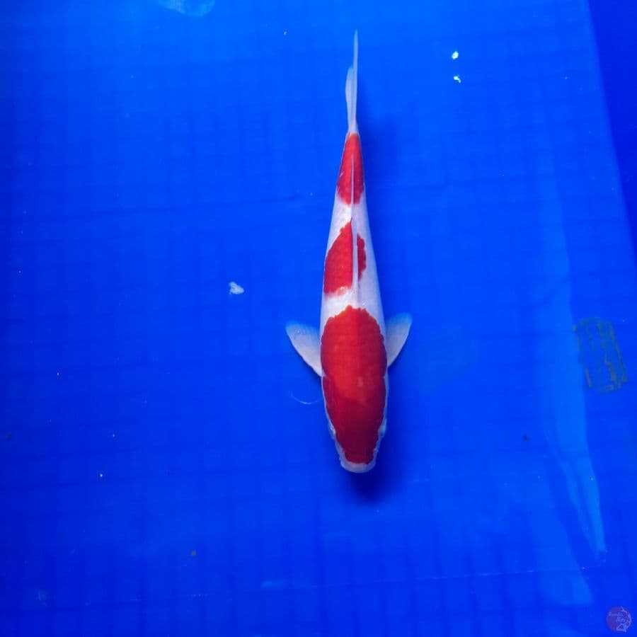 kohaku 25 cm