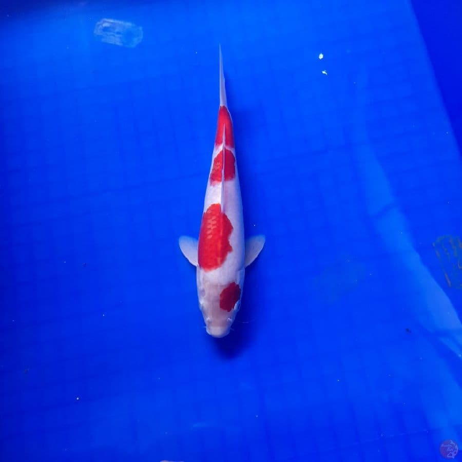 kohaku 23 cm