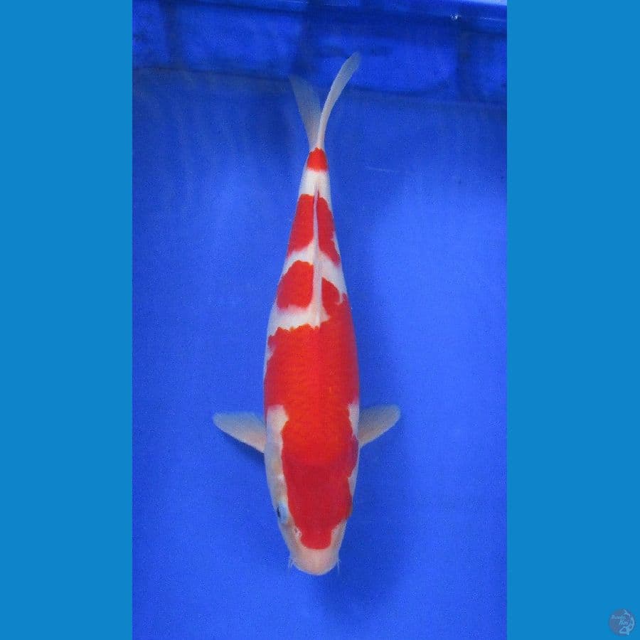 kohaku ±35cm