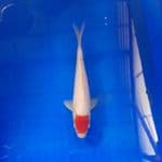 tancho 24 cm 