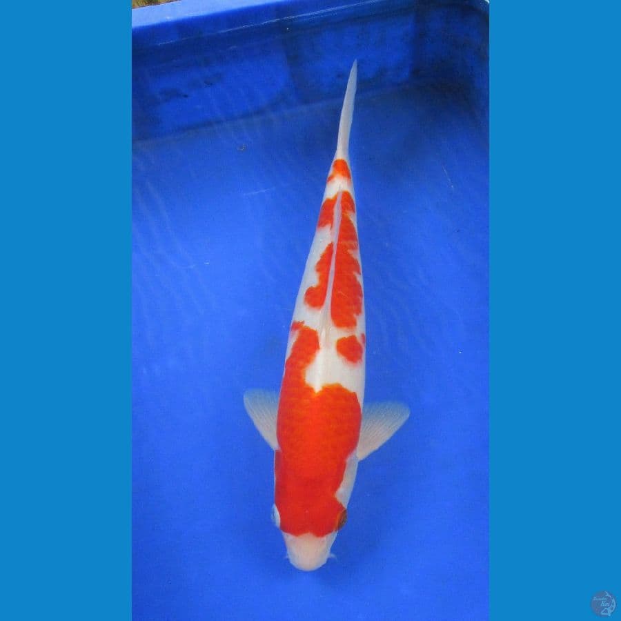 kohaku ±35cm