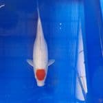 tancho 25 cm 