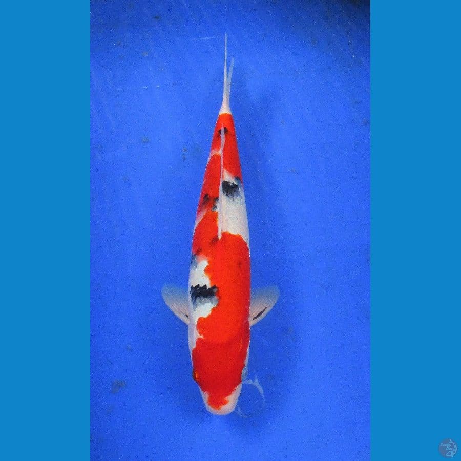 showa sansoku ±34cm