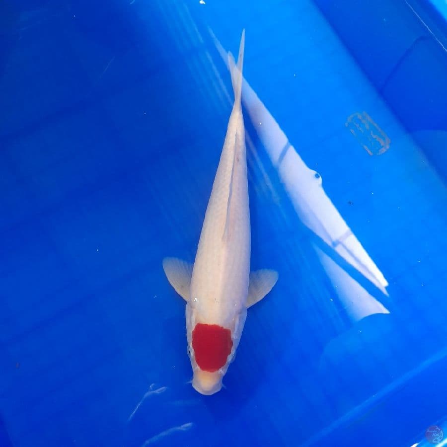 27 cm tancho kohaku