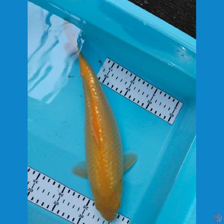 karasi ginrin 34cm SQ