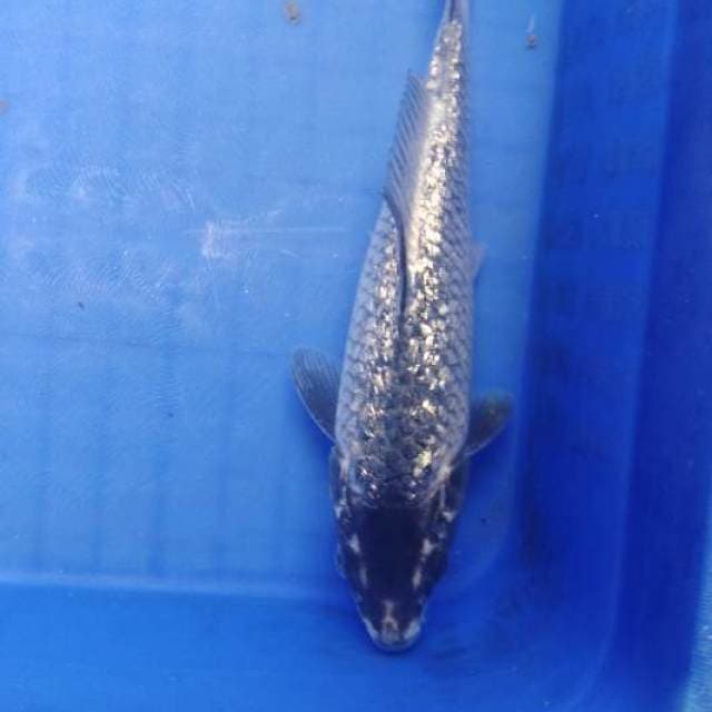 Blue kawari ginrin