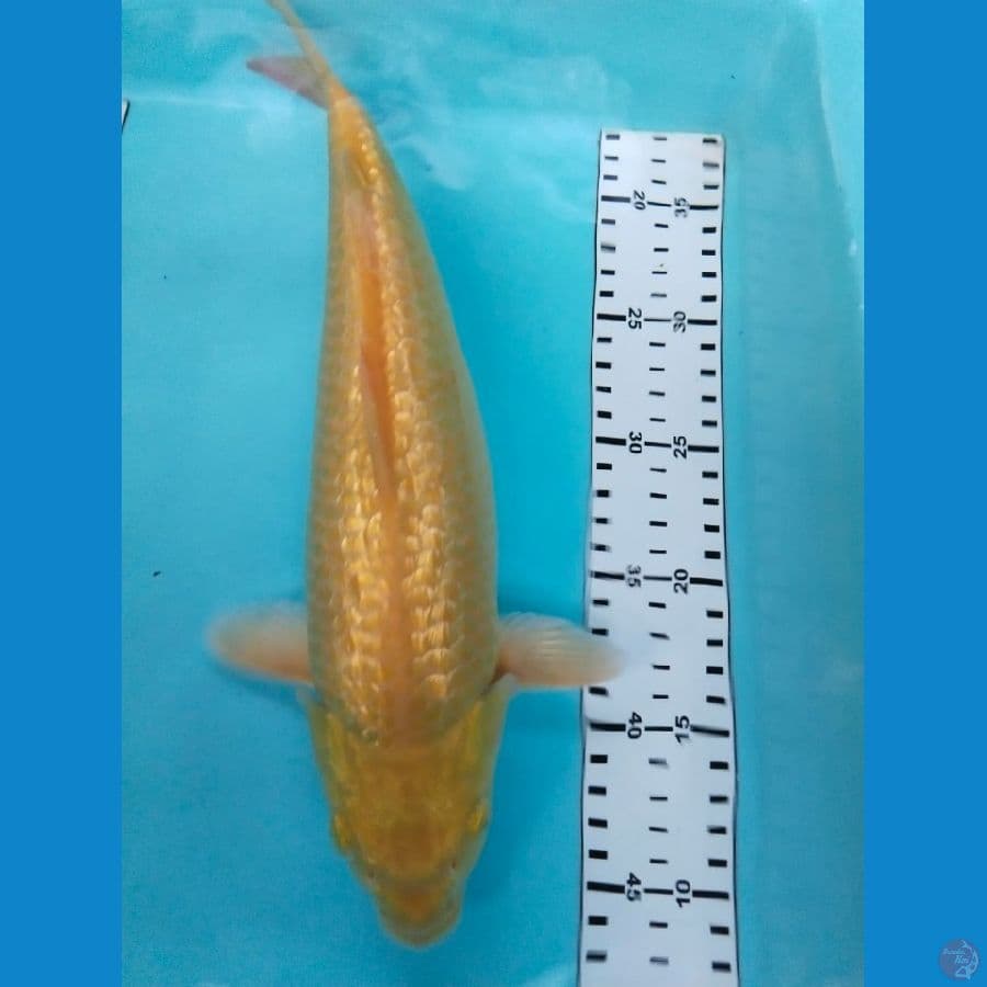 karasi ginrin 34cm SQ