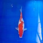 kohaku 26 cm