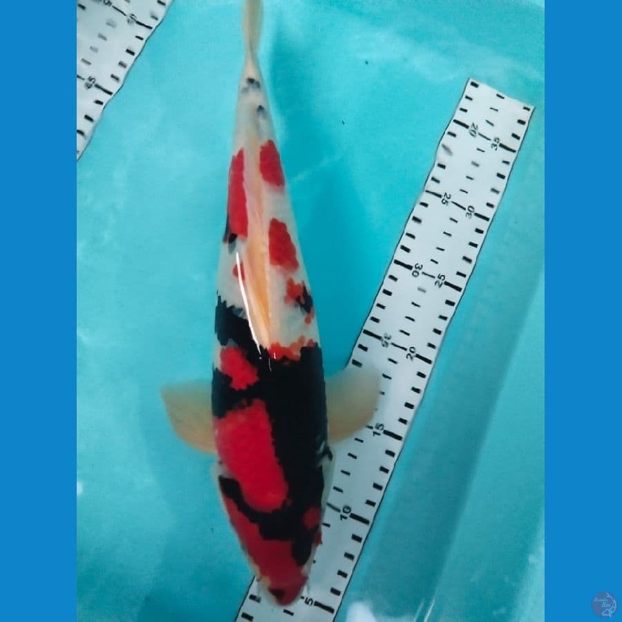 showa 36cm