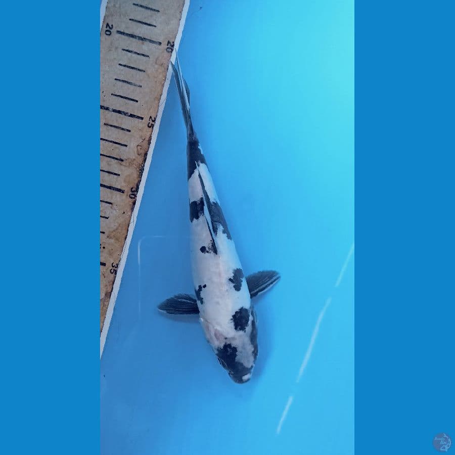shiro doit 21cm