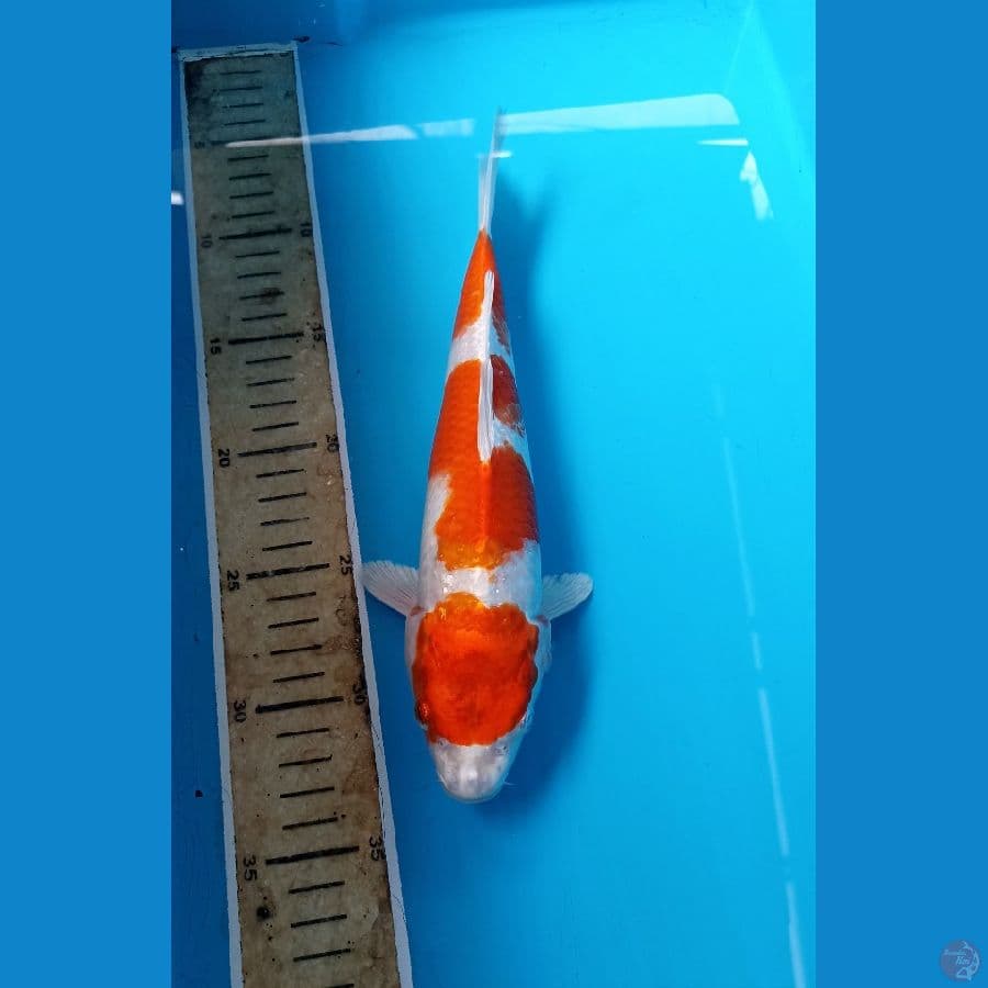 Kohaku Hikari 27cm
