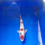 sanke 28 cm