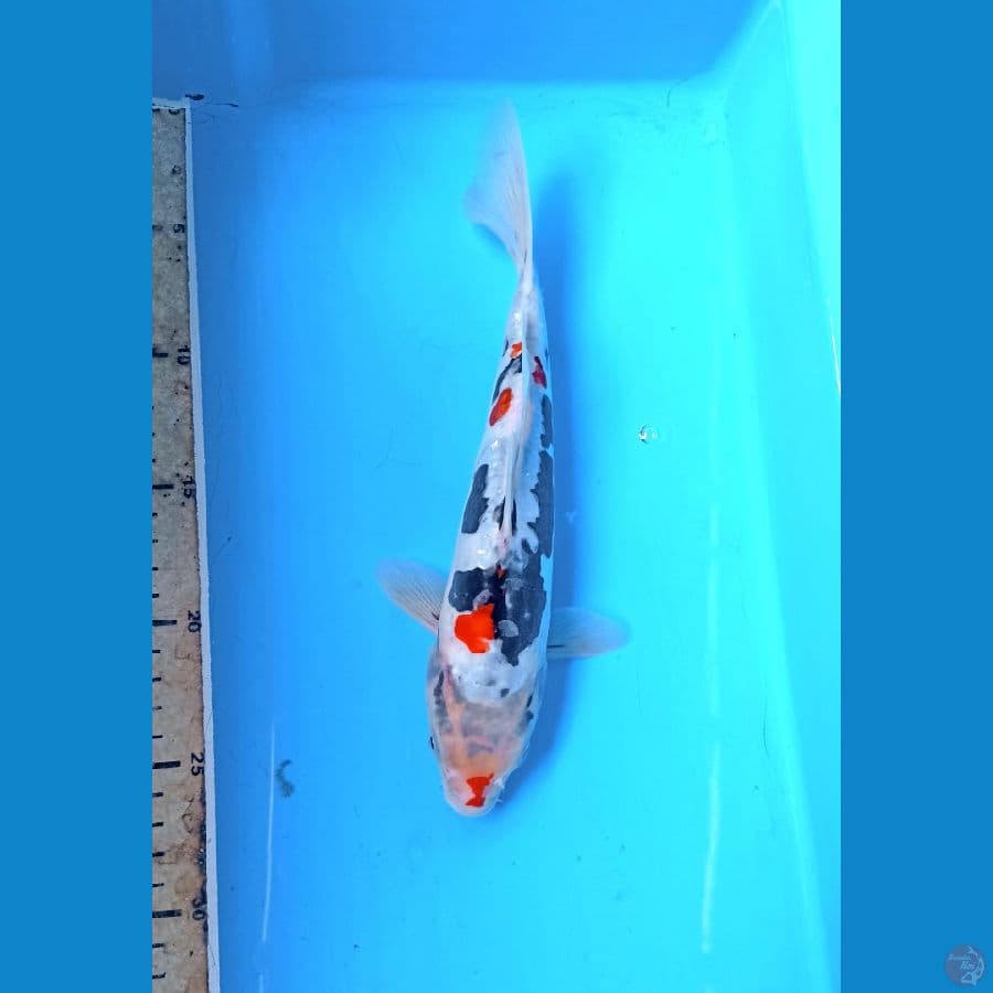 Beni kumon 26cm
