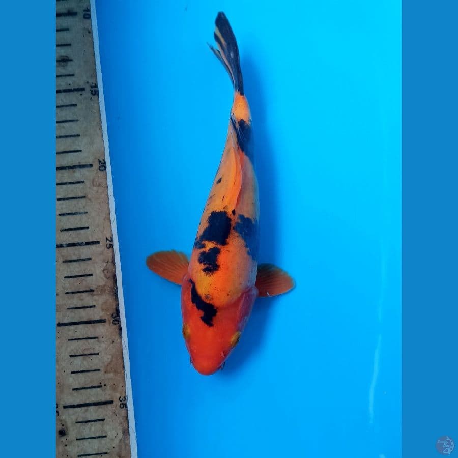 Short body doit murni 22cm