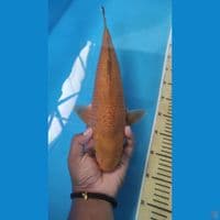 caramel 40 cm 