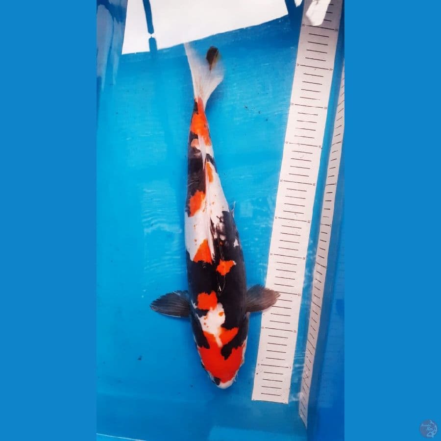Doitsu Showa Induk 45cm