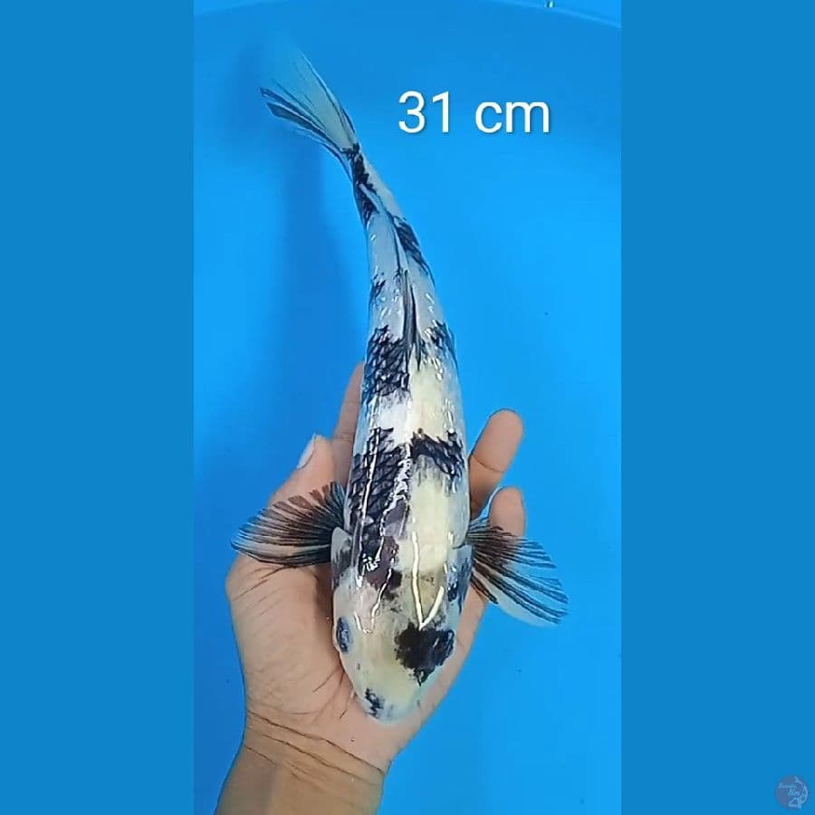 shiro gindrin : 31 cm 